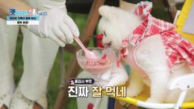 펫 지니 박수홍의 맛있는 딸기 빙수에 이어 시원한~ 마사지까지! | KBS 210922 방송