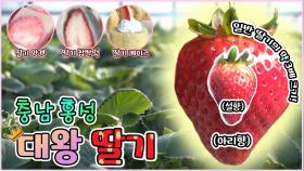 충남 홍성 대왕 딸기 [6시N내고향] / KBS대전 방송