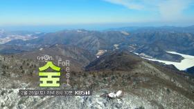 [예고] 숲, Forest | KBS 방송