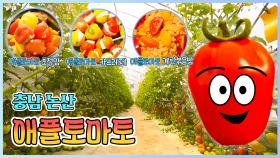 상큼함이 톡톡✨ 애플 토마토! [6시N내고향] KBS대전 방송