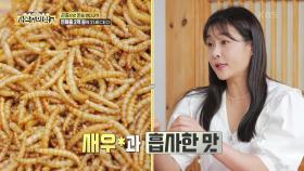 식용.. 맞나요? 미래 식량 ‘식용 밀웜’, ‘식용 귀뚜라미’에 ♨혼비백산♨ | KBS 220703 방송