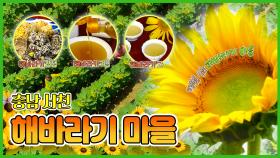 행복을 심는 🌈 해바라기 마을 🌻 [6시N내고향] / KBS대전 방송