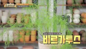 식물테크에 가장 근접한 식물? 식물 집사님의 인정! 안스리움 종류! | KBS 220724 방송