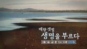 [예고] 매향 갯벌 생명을 부르다 | KBS 방송