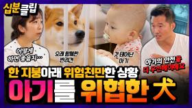[십분클립] 가족같은 반려견이 아기를 위협하는 아찔한 상황👶🐶 살벌한 시바견 하태의 공격성에 심각해진 강형욱😰ㅣ KBS방송