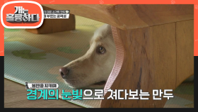 입질 폭격기 만두♨ 음식에 대한 집착이 공격성으로.. 충격에 빠진 상황실!! | KBS 210412 방송