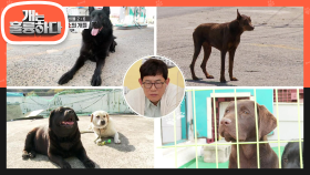 6마리 개들의 사연! 저마다 드라마틱한 사연을 가지고 있는 주유소의 개들☆ | KBS 210510 방송