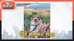 유럽 멍멍이의 내한휴가! 프라하에서 온 노래하는 강아지 심바! | KBS 210308 방송