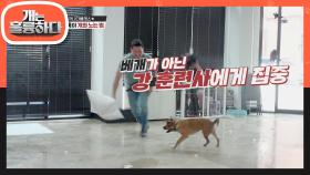 테일이를 한번에 사로잡은 강 훈련사의 아기 강아지와 노는 방법!! | KBS 210712 방송