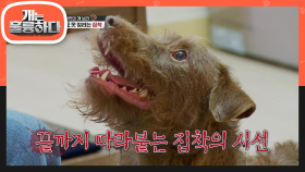 강아지 인형이 사라져도 사라지지 않는 보리의 집착! 인형에 남은 살벌한 흔적♨ | KBS 210816 방송
