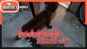 오늘의 문제견은?! ‘광란의 개 보리!’ 핏불테리어를 만나다! | KBS 210809 방송