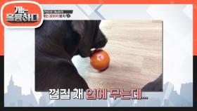 ＜무엇이든 재보하개＞ 혼자서 귤 까먹는 강아지 뭉치! | KBS 210308 방송