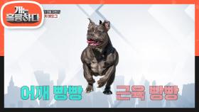 장도연의 견종 자판기! ‘프렌치 불도그’ | KBS 210322 방송