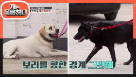 시작된 훈련! 공격성 MAX였던 잭과 보리의 관계 파악하기! | KBS 210510 방송