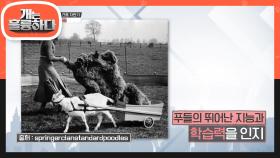 장도연의 견종 자판기, 푸들 (ft. 푸들송♪) | KBS 220124 방송