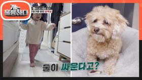 오늘의 문제견! 아기와 위험한 동거중인 우디! | KBS 210614 방송