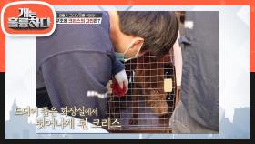 감금 생활犬 크리스를 위하여 참촉한 구조 현장! | KBS 210517 방송