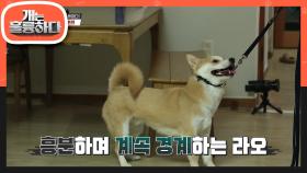 ♨쎈 개가 나타났다♨ 정신없는 아비규환 상황에 강 훈련사의 팔을 문 라오!! | KBS 220523 방송