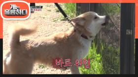 외부인을 경계하는 라오★ 과연 다른 개와 만났을 때의 라오의 반응은? | KBS 220523 방송