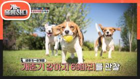 규 제자의 규글! 개춘기 강아지들의 특징 공개! | KBS 210823 방송