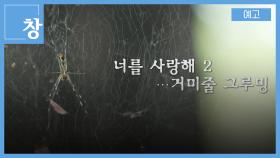 [예고] 창 387회: 너를 사랑해 2부 거미줄 그루밍 | KBS 방송