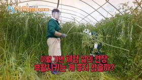 ♨38℃ 비닐하우스 찜통더위♨ 왕초 수확에 꼼수부터 부리는 종민ㅋㅋ | KBS 220925 방송