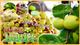 가을 햇살 🍂 머금은 달콤한 맛! 사과대추 🍏 - 충남 부여 [6시N내고향] KBS대전 방송