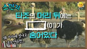 이것이 왜 뒤통수에 숨어있죠?!ㅋㅋㅋ 어휴 카메라에 담기도 힘드네 [스펀지레전드] | KBS 041016 방송