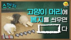 수의사의 허락하에 본격적인 실험을 해봤습니다! 고양이🐱 머리에 봉지를 뙇! | KBS 041106 방송