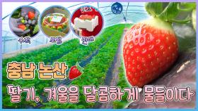 딸기, 겨울을 달콤하게 물들이다 🍓 - 충남 논산 [6시N내고향] / KBS 방송