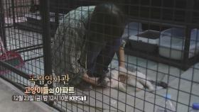 [예고] 사람과 고양이의 동행에 관한 이야기 - 정재은 감독 ＜고양이들의 아파트＞ | KBS 방송