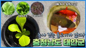 물고기🐟 농부를 아십니까🤔❓ - 충남 태안 [6시N내고향] / KBS대전 방송