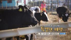 [예고] 101마리 젖소의 특별한 비행 | KBS 방송