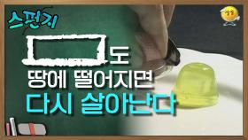 초고속카메라로 보니깐 진짜 신기하네요..! [스펀지 레전드] | KBS 050129 방송