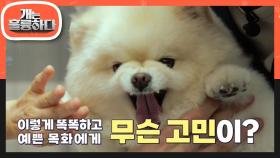 산책을 싫어한다?! 오늘의 고민犬.. ‘산책 극혐! 외출 거부 犬’ 포메라니안 목화! | KBS 230403 방송