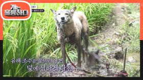 ＂봄이가 덫에 걸려서＂ 충격적인 봄이의 과거😥 동물 병원 입구부터 거부반응을 보이는 봄이 | KBS 230424 방송