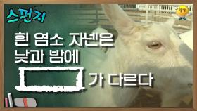 흰 염소 자넨은 낮과 밤에 [ ]이 다르다 [스펀지 레전드] | KBS 050319 방송