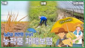 농촌의 든든한 우산! 농작물 재해보험 [6시N내고향] / KBS 방송