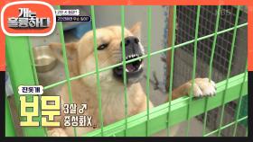 보호자가 감당할 수 없는 오늘의 고민犬?! 천사 같은 보문이가 견사에서 생활하게 된 이유! | KBS 230522 방송