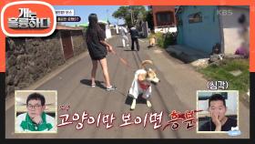 보스와 곰탱이의 산책 시간! 갑자기 고양이를 보고 흥분한 곰탱이?! | KBS 230605 방송
