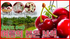여름의 붉은 보석💖 - 충남 부여 [6시N내고향] / KBS 방송