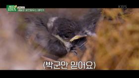 새들을 위한 ‘새‘컨하우스 제작! 박군이 만든 박새둥지... | KBS 230622 방송