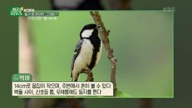 환풍구 속에 숨어있던 깜찍한 아기 새들! 박새의 아가들이 먼저 집을 지었다! | KBS 230622 방송