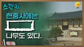 충무공 이순신을 모신 현충사에는 [ ] 나무도 있다. [스펀지 레전드] | KBS 050326 방송