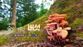 [예고] 숲의 선물, 버섯 | KBS 방송