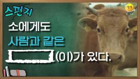 소에게도 사람과 같은 [ ] (이)가 있다. [스펀지 레전드] | KBS 050611 방송