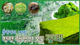 꿈을 찾아온 청정 갯벌의 보물 감태💚 - 충남 태안 [6시N내고향] / KBS 방송