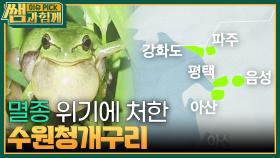 멸종 위기에 처한 수원청개구리 | KBS 240310 방송
