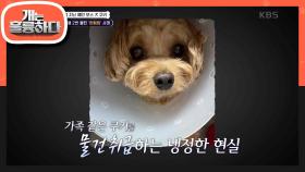 (구) 천사 犬 (현) 예민 보스 犬 쿠키! 쿠키를 180° 바꾼 가슴 아픈 사연은?😥 | KBS 240318 방송