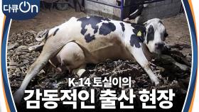 한국 젖소의 첫 출산일! K-14 토실이의 감동적인 출산 현장을 담다 | KBS 240316 방송